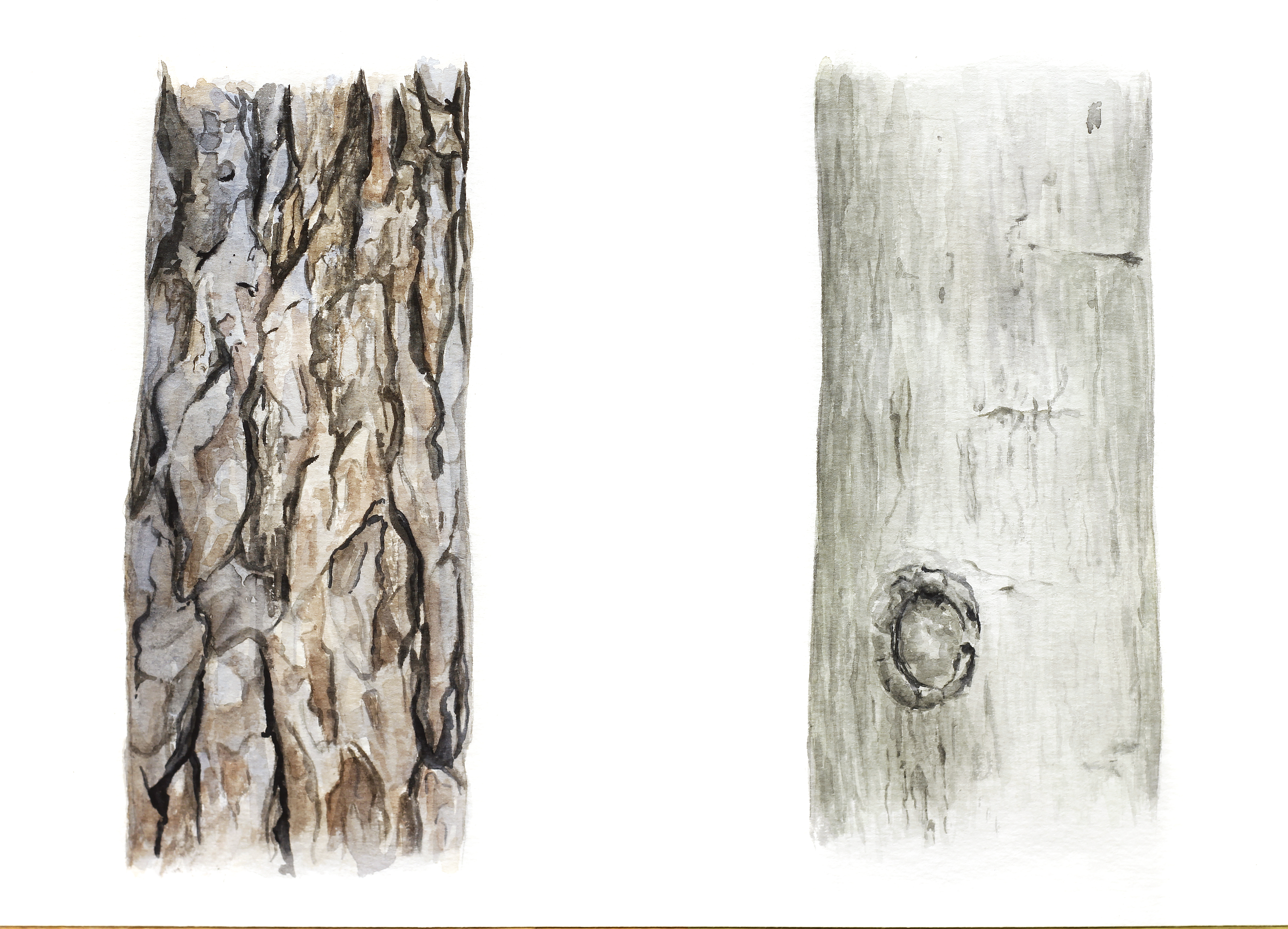 Rinde von Kiefer und Buche Rinde von Kiefer und Buche