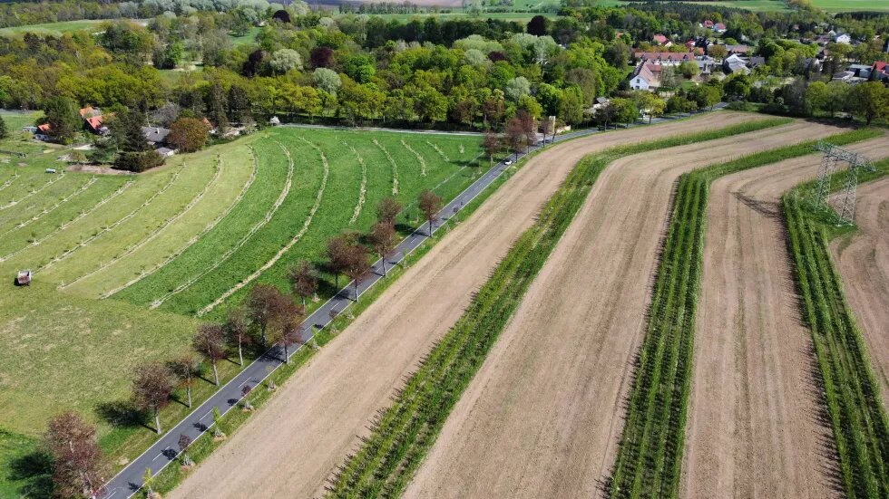 Agroforstanlage bei Märkisch Wilmersdorf