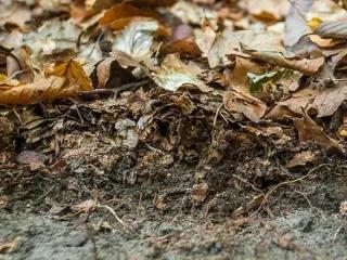 Humusauflage eines naturnahen Buchenwaldes Humusauflage eines naturnahen Buchenwaldes